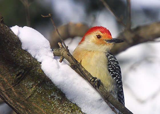 red-bellied Woodpecker
