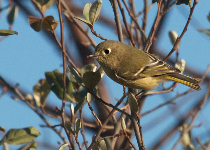 Ruby-crowned Kinglet
