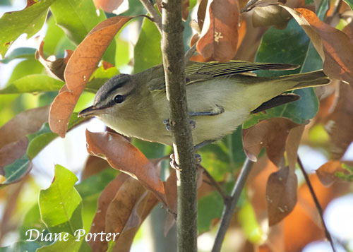 Red-eyed Vireo