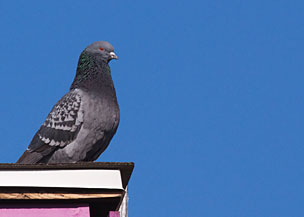 Rock Pigeon