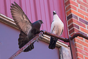Rock Pigeons