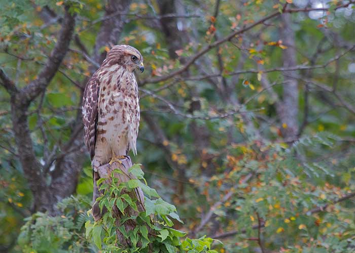 Young Red-shouldered Hawk