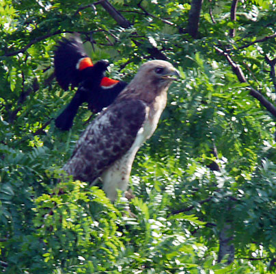 Blackbird vs. Hawk