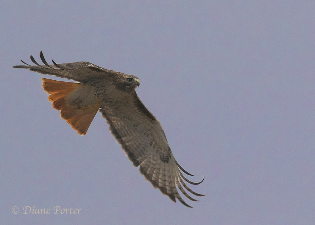 Red-tailed Hawk