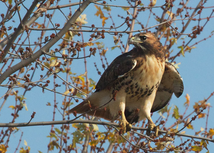 Red-tailed Hawk