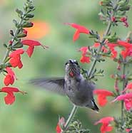 Ruby-throated hummingbird