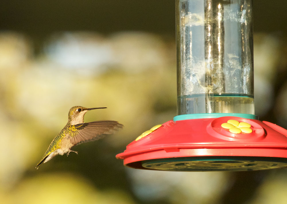 Ruby-throated Hummingbird