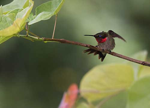 Ruby-throated Hummingbird