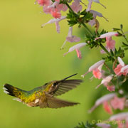 Coral Nymph Hummingbird Sage