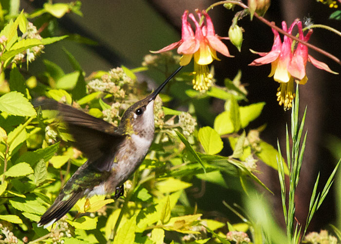 Ruby-throated Hummingbird.