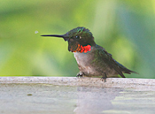 Ruby-throated Hummingbird