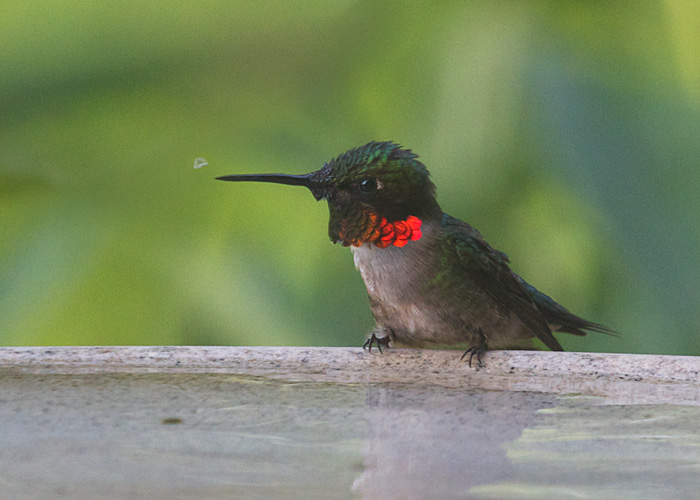 Ruby-throated Hummingbird