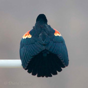 Red-winged Blackbird