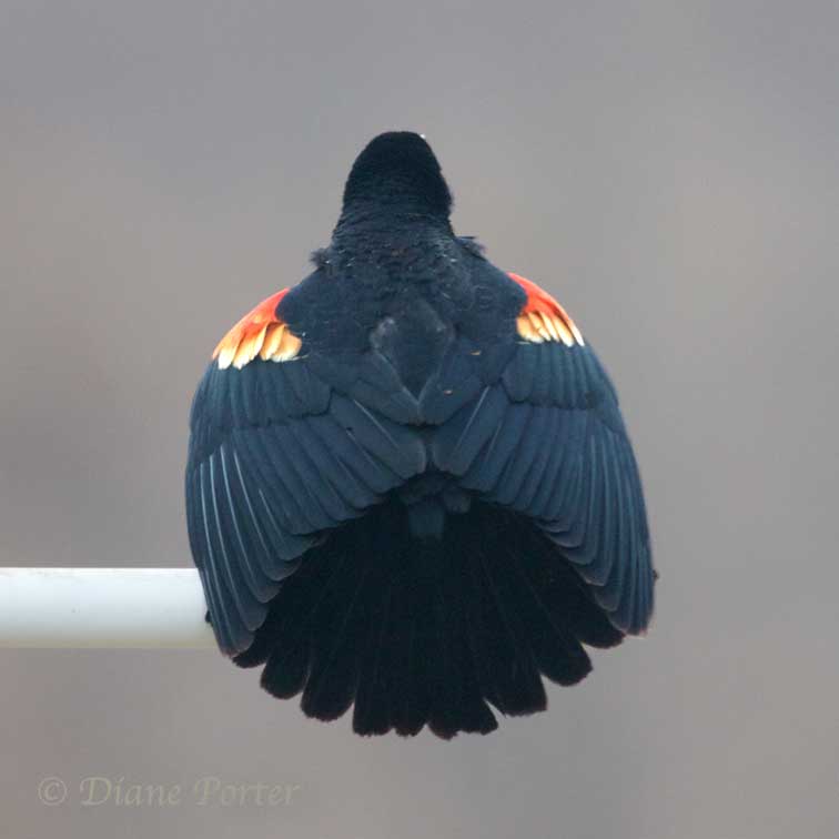 Red-winged Blackbird