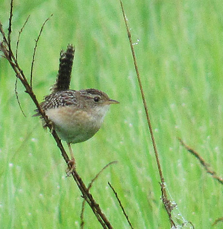 Sedge Wren