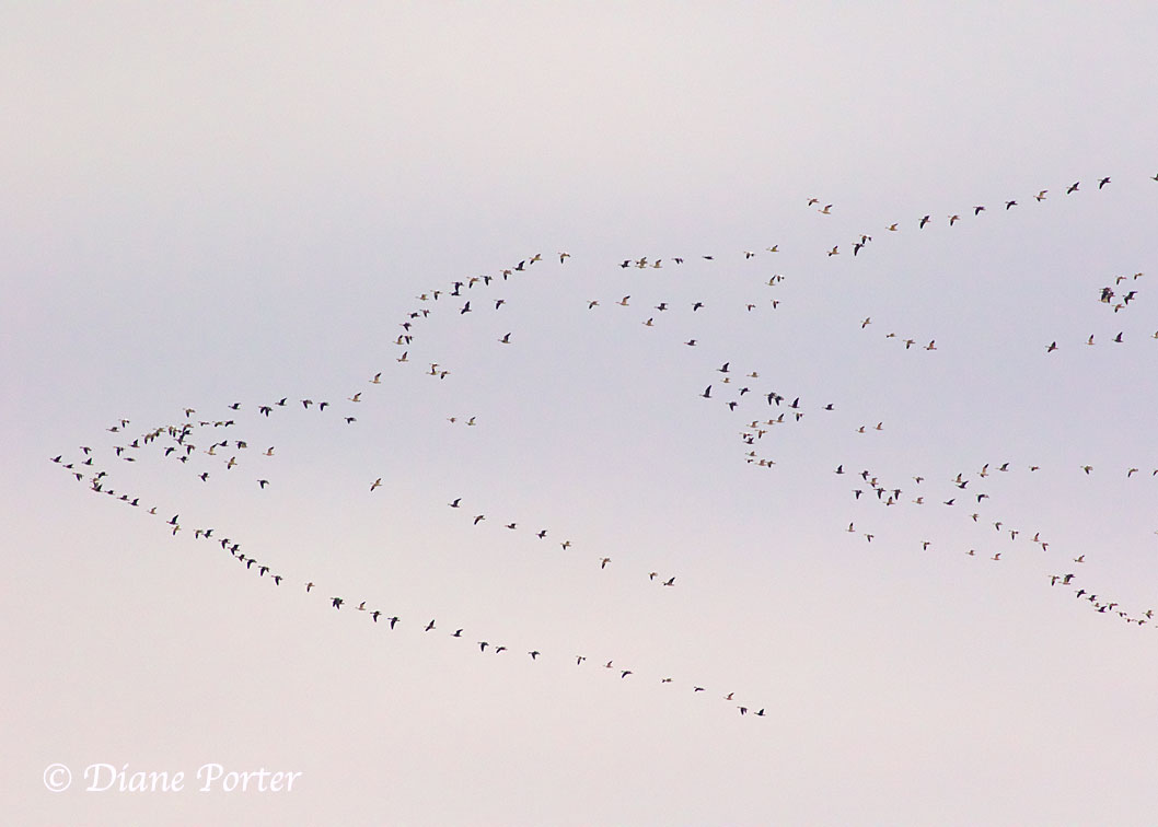 Snow Geese