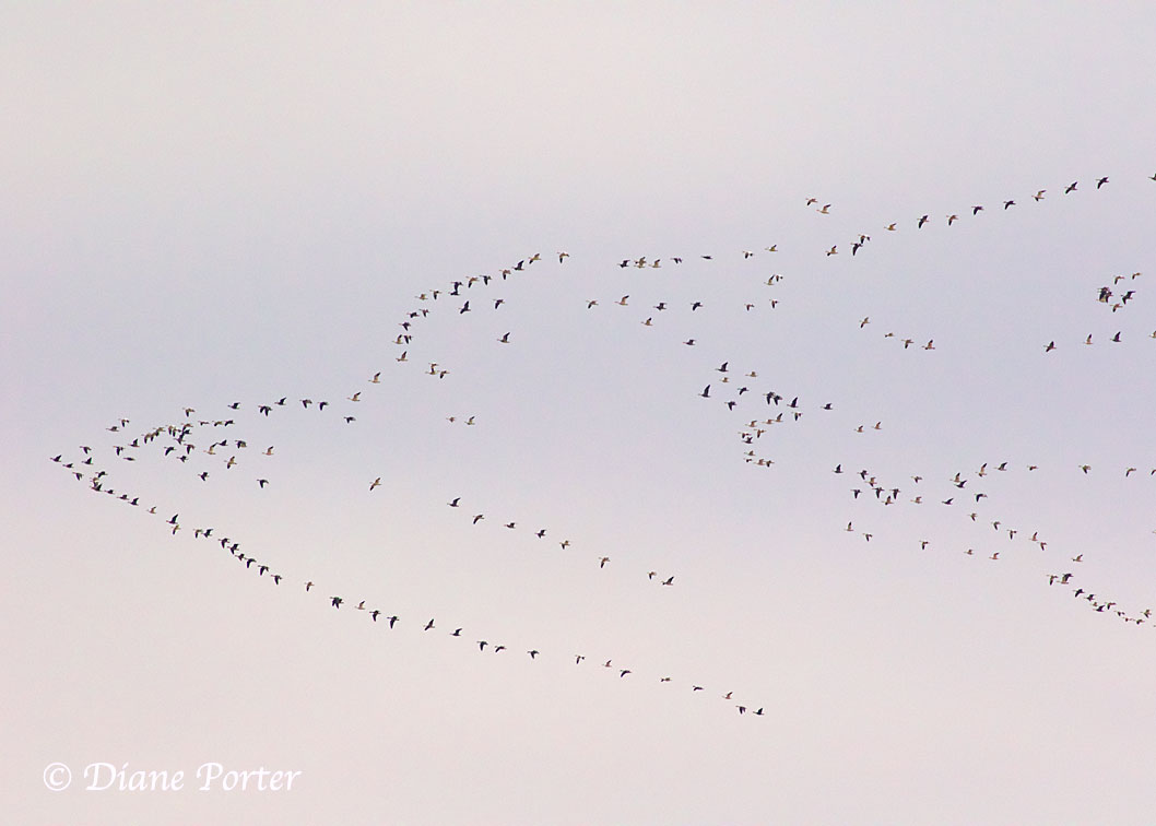 About those geese: Is that a skein or a flock?