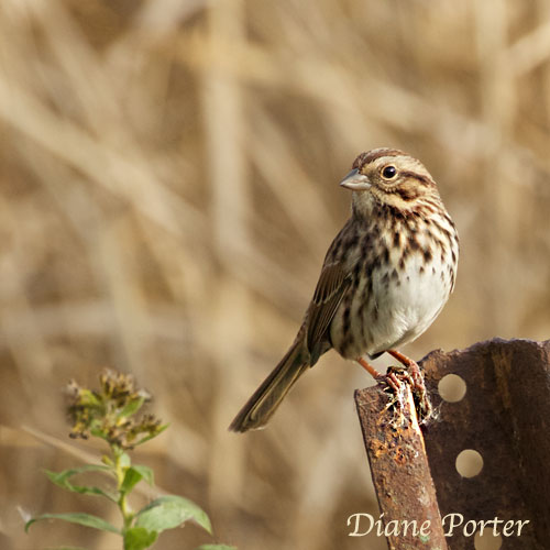 Song Sparrow