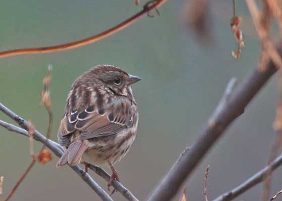 Song Sparrow