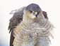 Sharp-shinned Hawk