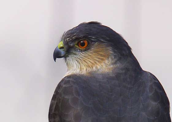 Sharp-shinned Hawk