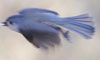 Tufted Titmouse