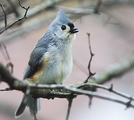 Tufted Titmouse