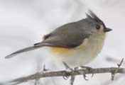 Tufted Titmouse