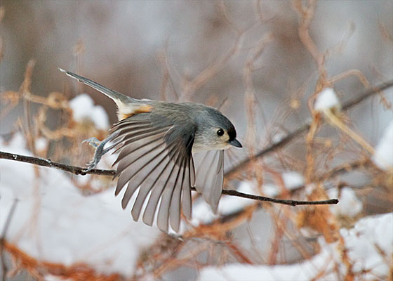 Tufted Titmouse