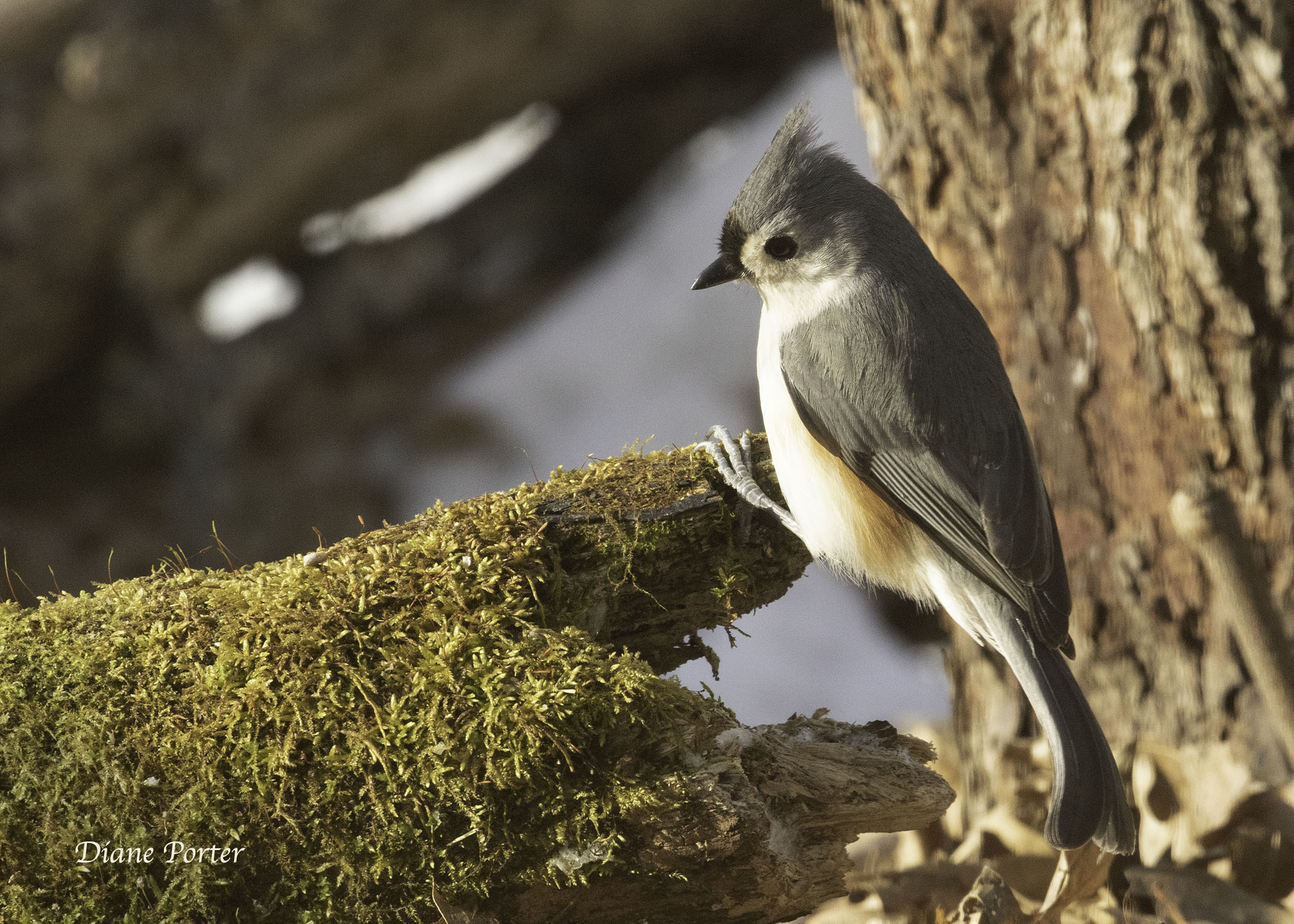 Tufted Titmouse Tufted Titmouse