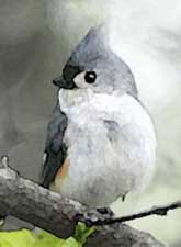 Tufted Titmouse