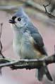 Tufted Titmouse