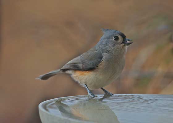 Tufted Titmouse