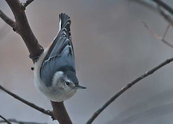 White-breasted Nuthatch