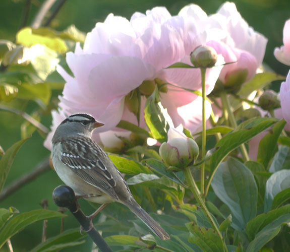 White-crowned Sparrow