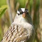 White-crowned Sparrow