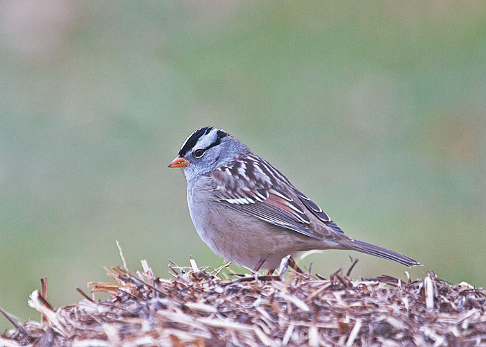 White-crowned Sparrow