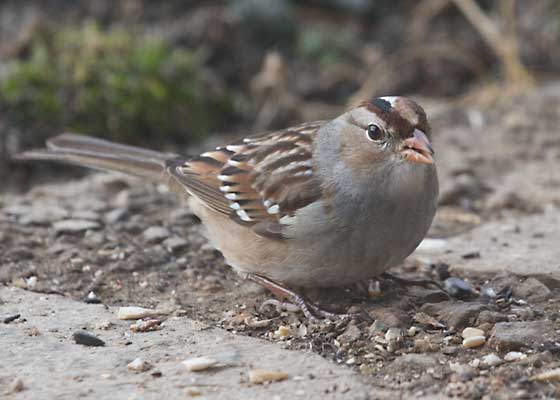 White-crowned Sparrow