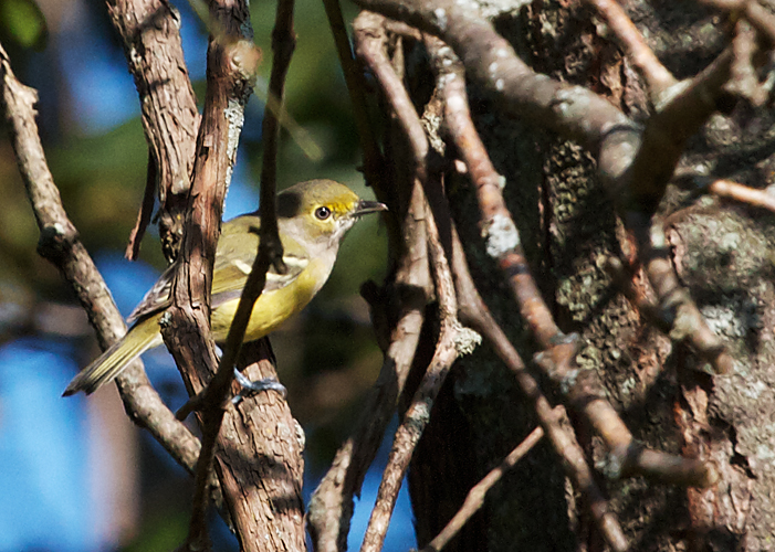 White-eyed Vireo