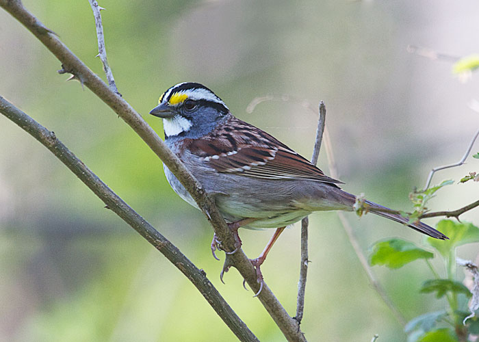 White-throated Sparrow