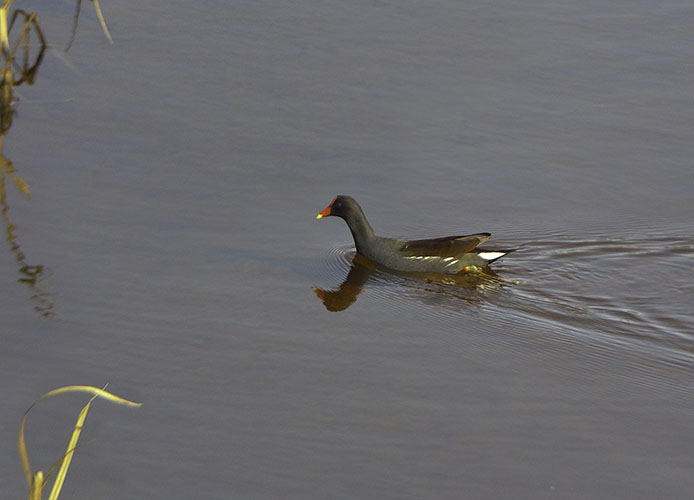 Common Gallinule photographed with AX Visio