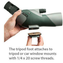 The foot