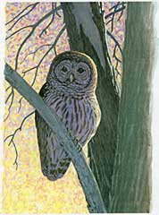 Barred Owl, by Alan Messer