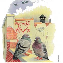Rock Pigeons, by Alan Messer