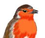 European Robin