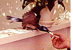 Scrub-jay takes peanut