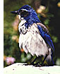 Western scrub-jay