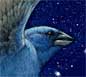 Indigo bunting