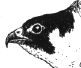 Peregrine Falcon