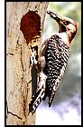 Red-bellied Woodpecker